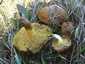 Rózsástövű fenyőtinóru (Suillus collinitus), Szigetmonostor